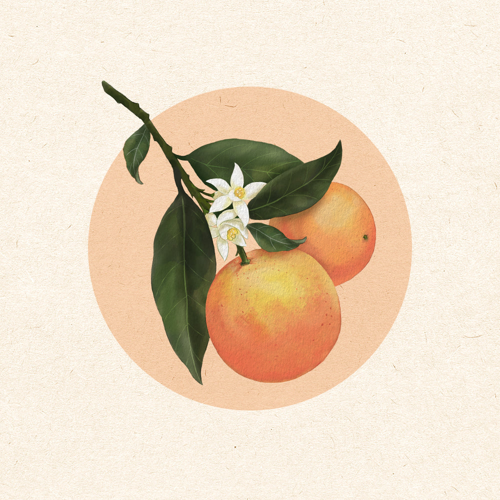 Sweet Orange Essential Oil