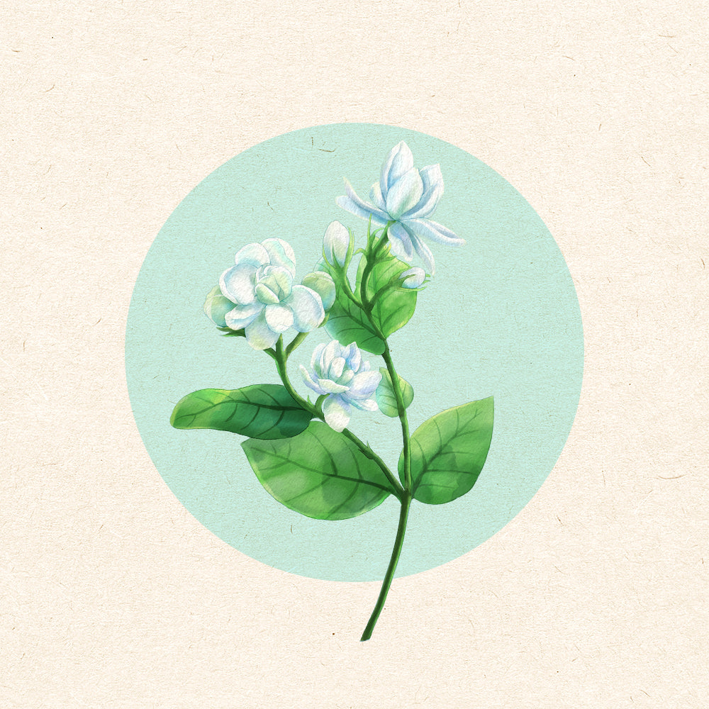 Jasmine Essential Oil